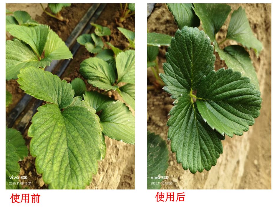 草莓大棚田间试用