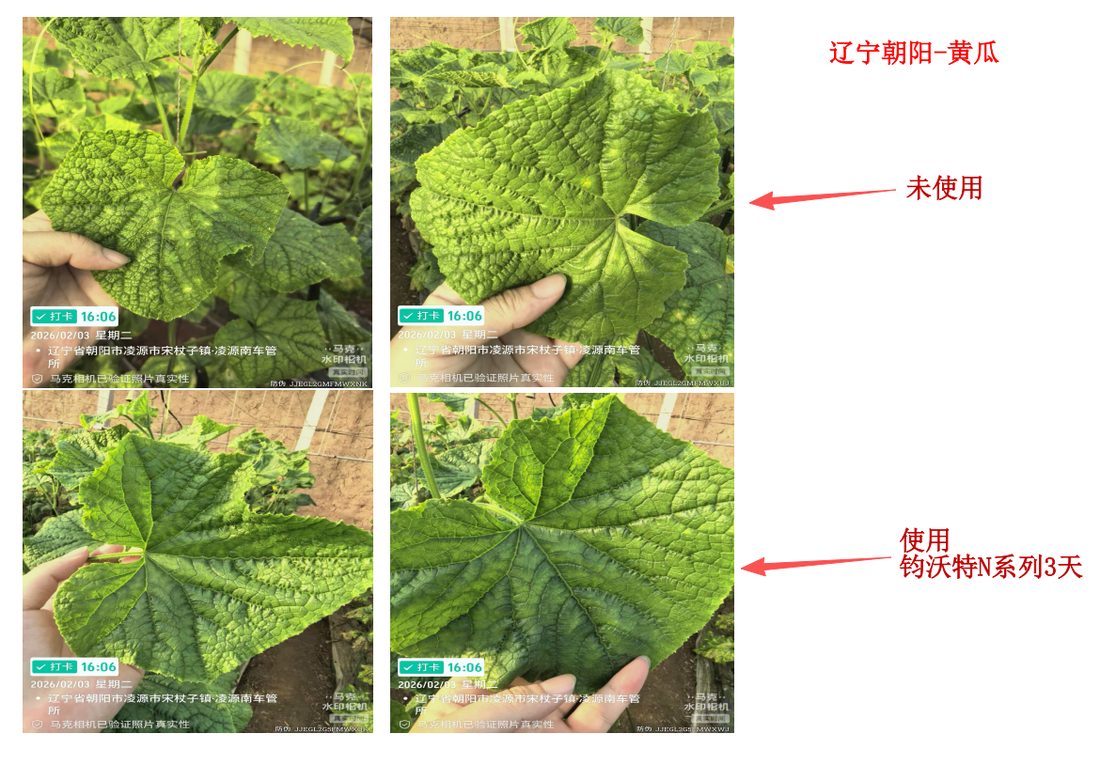 病害高发黄瓜棚快速见效
