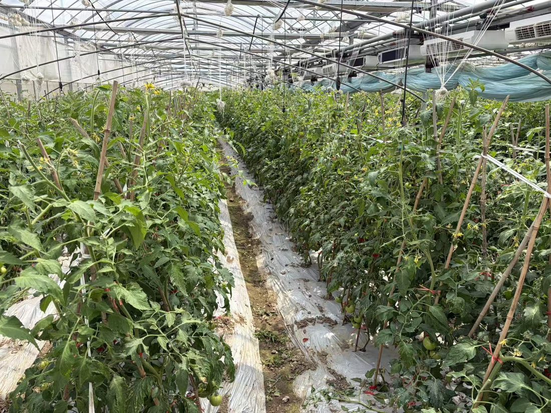惠山蔬菜基地番茄应用