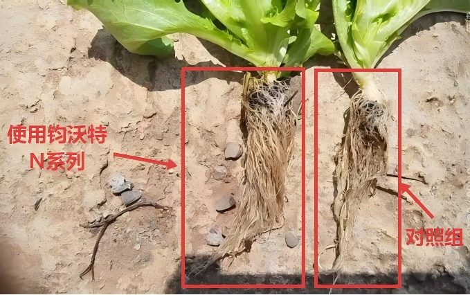 鸡窝菜抗病毒田间测试