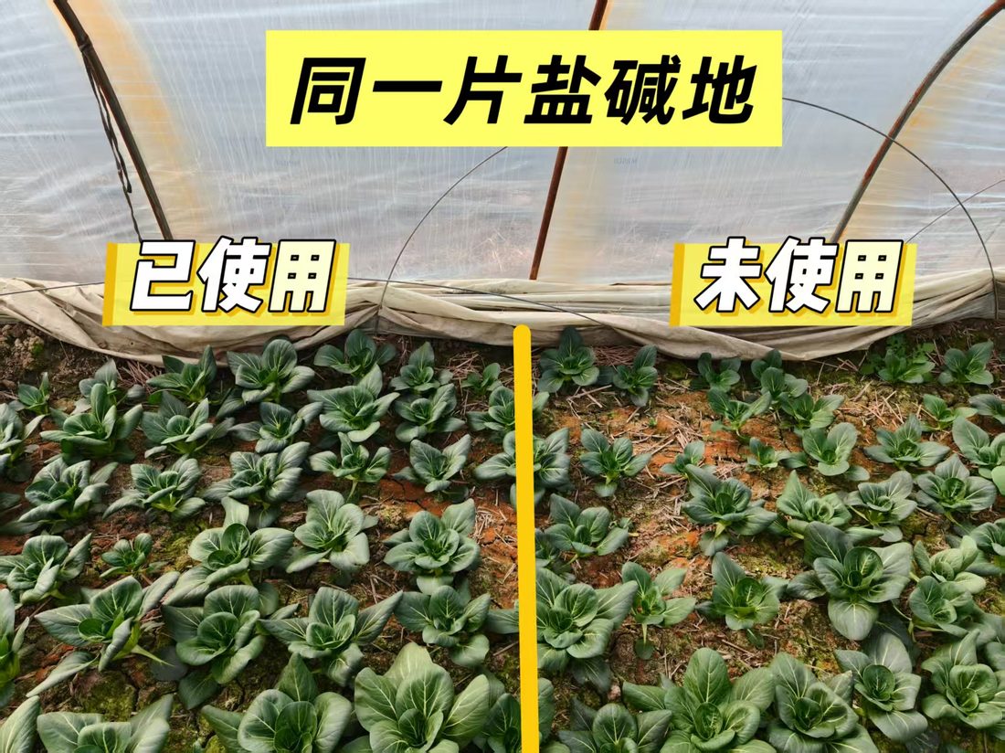 设施蔬菜连作障碍防治田间测试