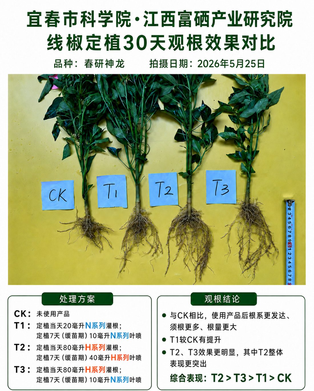 辣椒抗连作根系对比测试